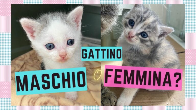 Pisellino: il segreto dei gatti che rivela la loro salute!